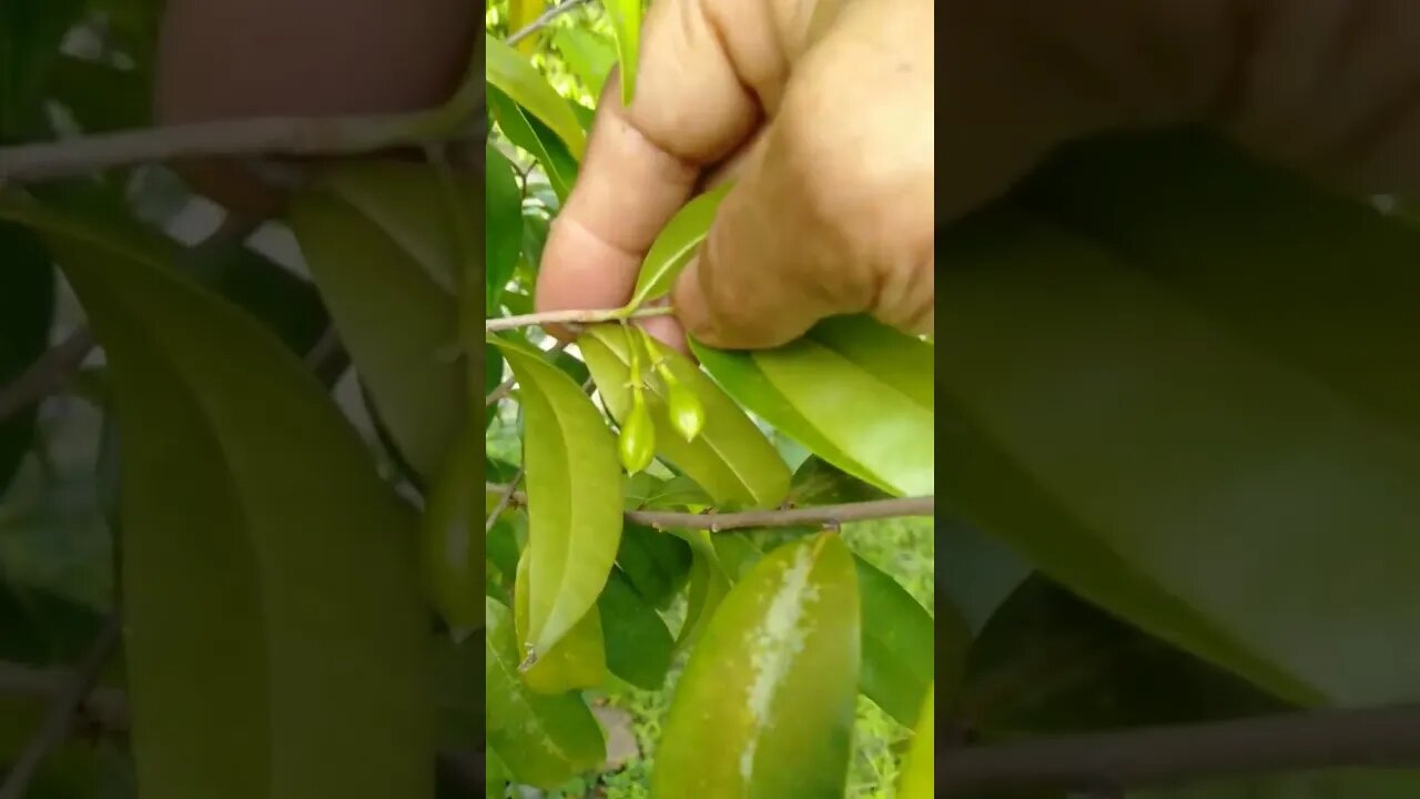 Buah Cendana#amirwarsono