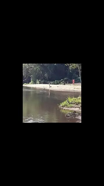 Redhead fishing by herself far far away