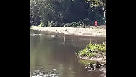 Redhead fishing by herself far far away