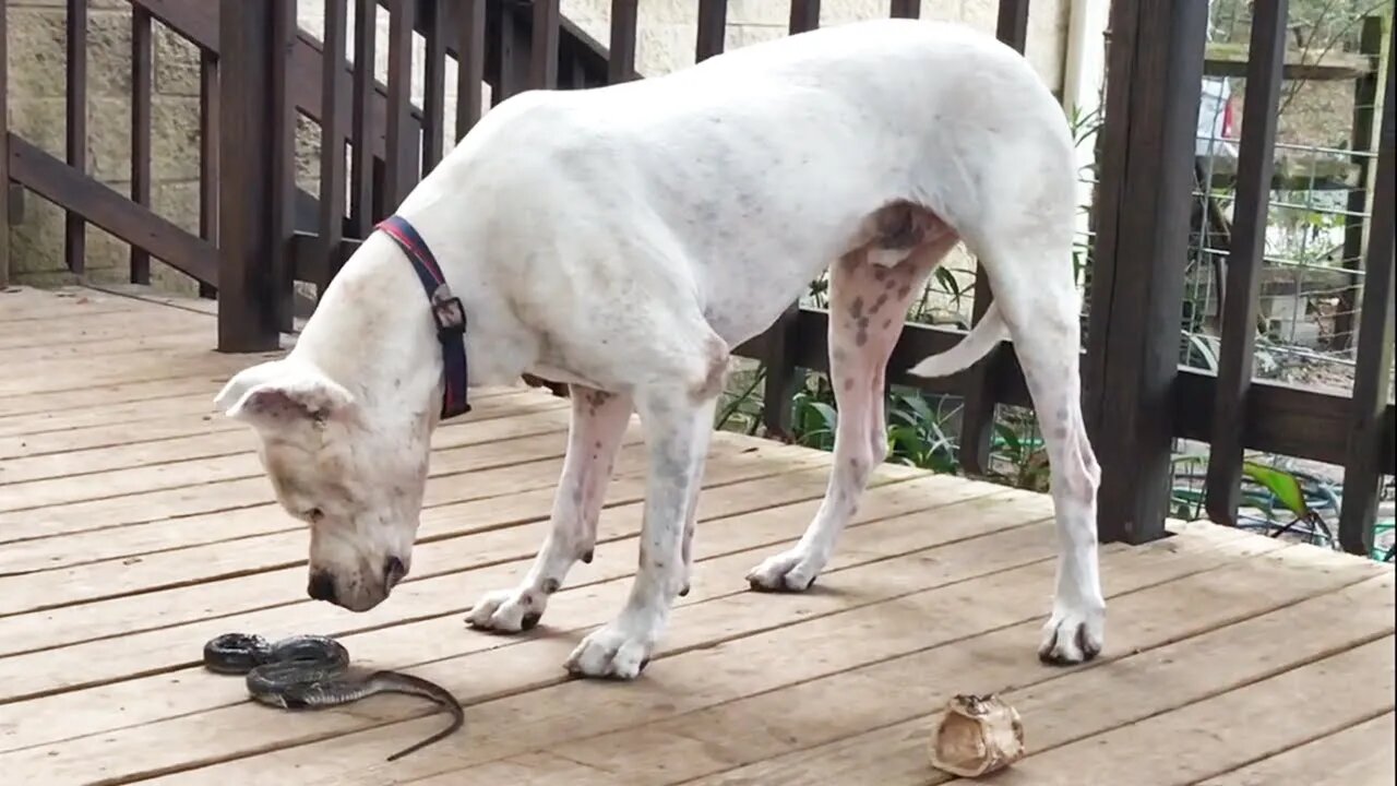 Dogo Argentino VS Snake