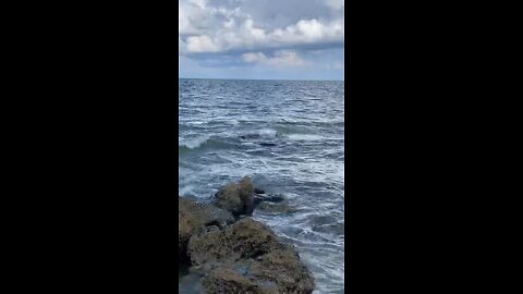 Incredible Livestream Clip Manatee Mating Season Vol. 3