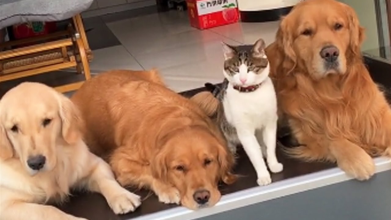 Golden Retrievers And Cat Make The Perfect Family