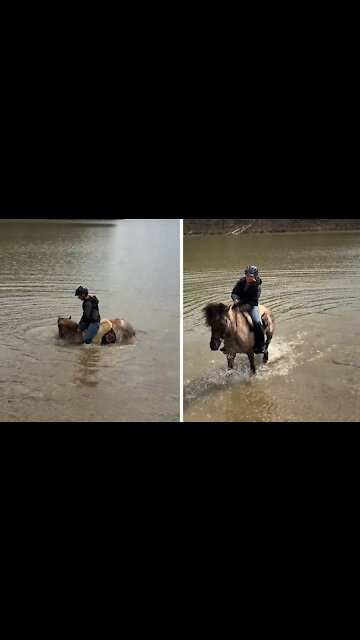 Horse decides to sit in lake during horseback riding session