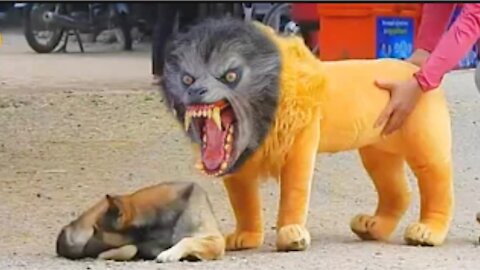 Troll Prank Dog Funny & fake Lion and Fake Tiger Prank To dog & Huge Box Prank to dog