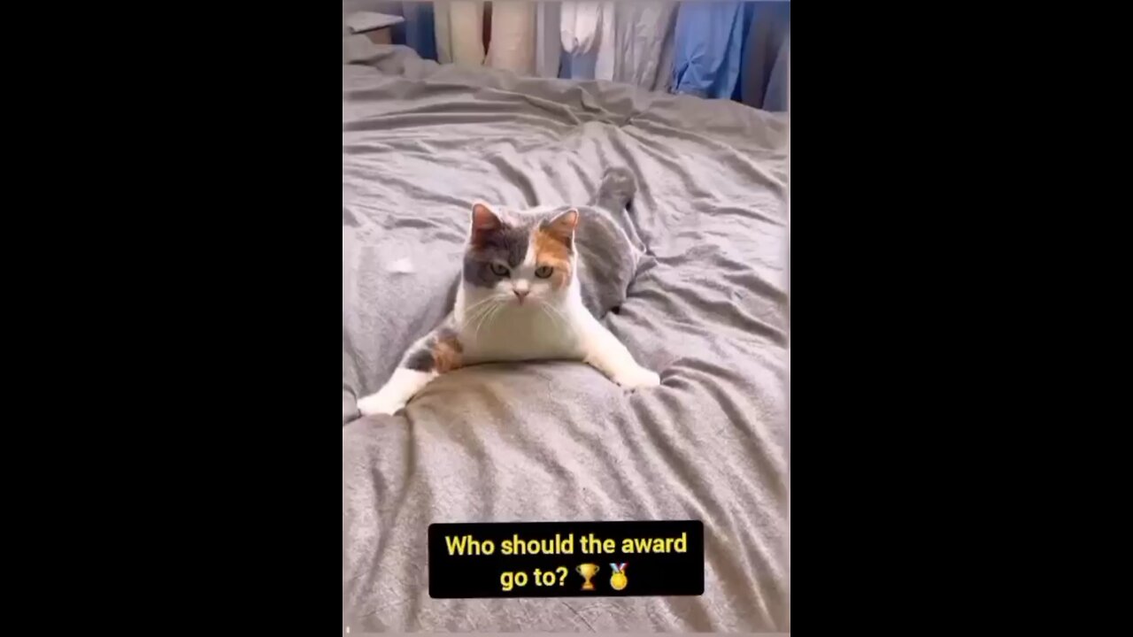 😂😂Funny animal videos😂🤣