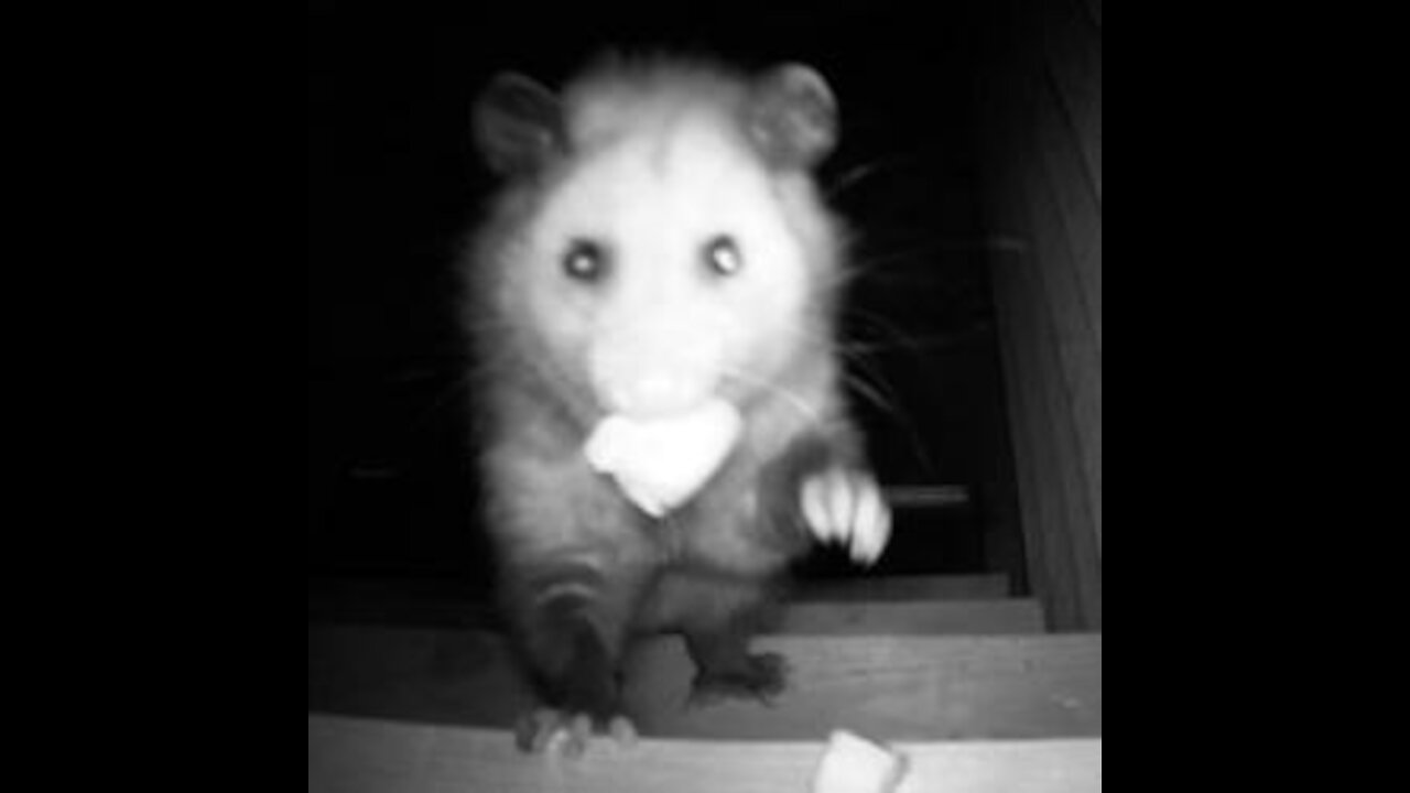 Albert the Possum, eating a strawberry