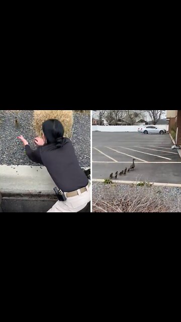 Police rescue ducklings while mother duck watches on