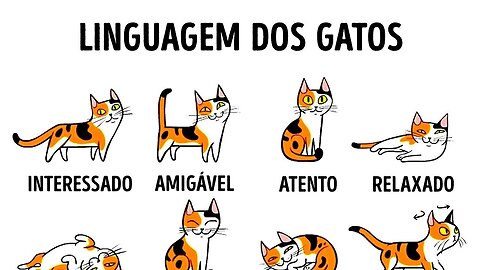 10 SINAIS de que seu GATO te AMA 🐱❤️