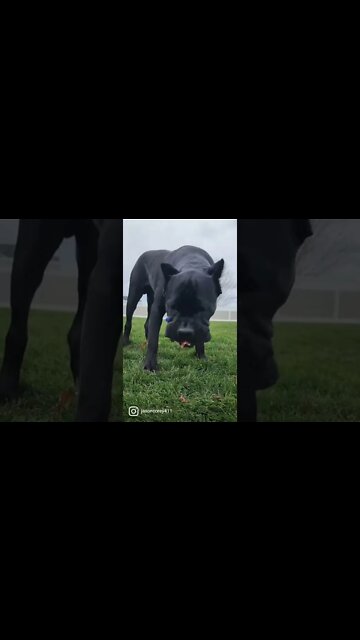 Cane Corso Puppy Eats Chicken Carcus SOUND ON #shorts #dog