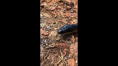 snakes alive