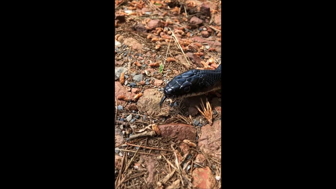 snakes alive