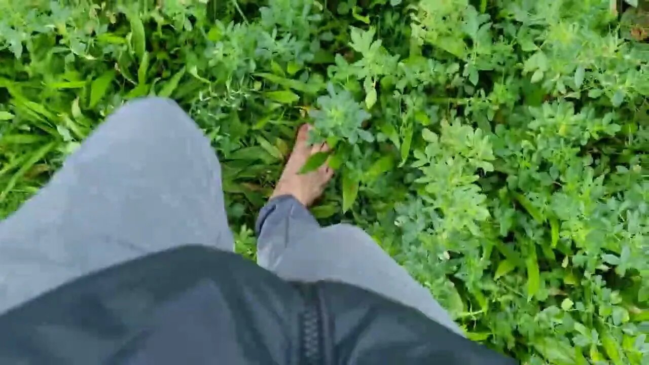 Manik Magik Mushroom Heroic Dose Live Trip Report & Update #oxsn