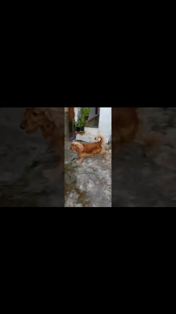 #dogshow, #amimals, #dogs, #shorts