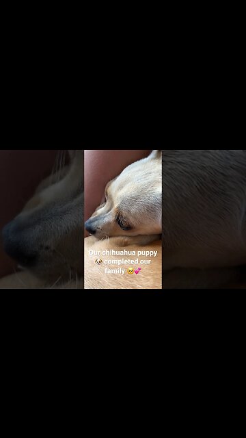 Happier🥺💕 thanks to her #emotionalsupportanimal #emotionalsupportdog #emotionalsupportanimals