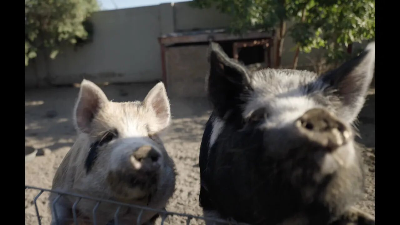 Vlog #112 Rennovation progress and Fall Piglets