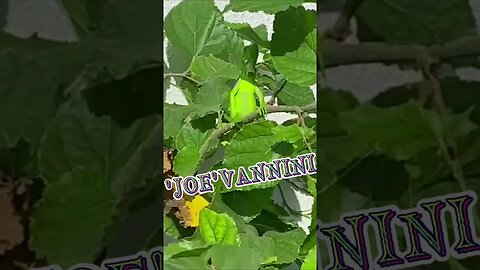 'JOE' VANNINI : NOVO 'WILD PET' DE CASA. JOVEM CAMALEÃO COMENDO TODAS MINHAS AMORAS.... NOT GOOD !