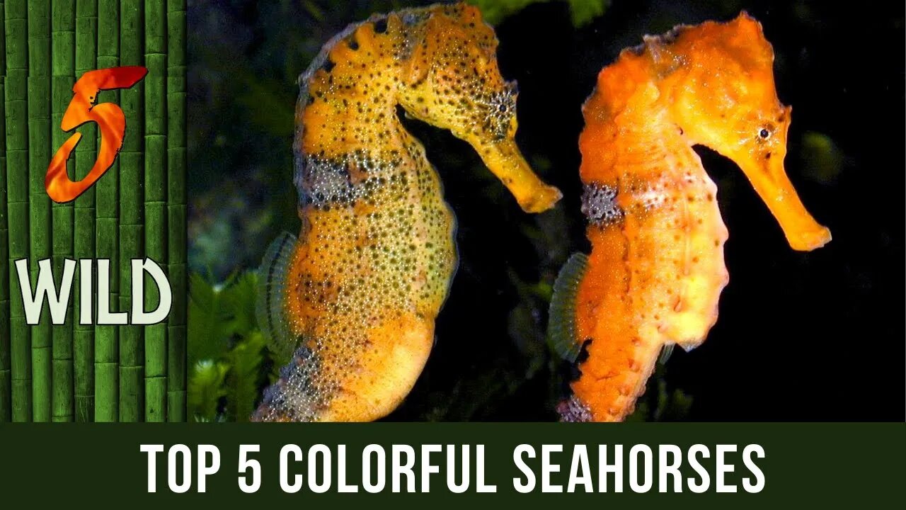 Top 5 Colorful Seahorses Under The Sea | 5 WILD