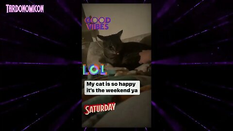 2022 09 17 6 My cat 🐈 loves the weekends #roadto1k #catlover #noellie💗