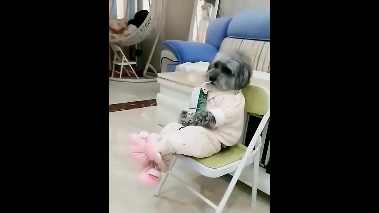 Funny dog and cat videos 😂