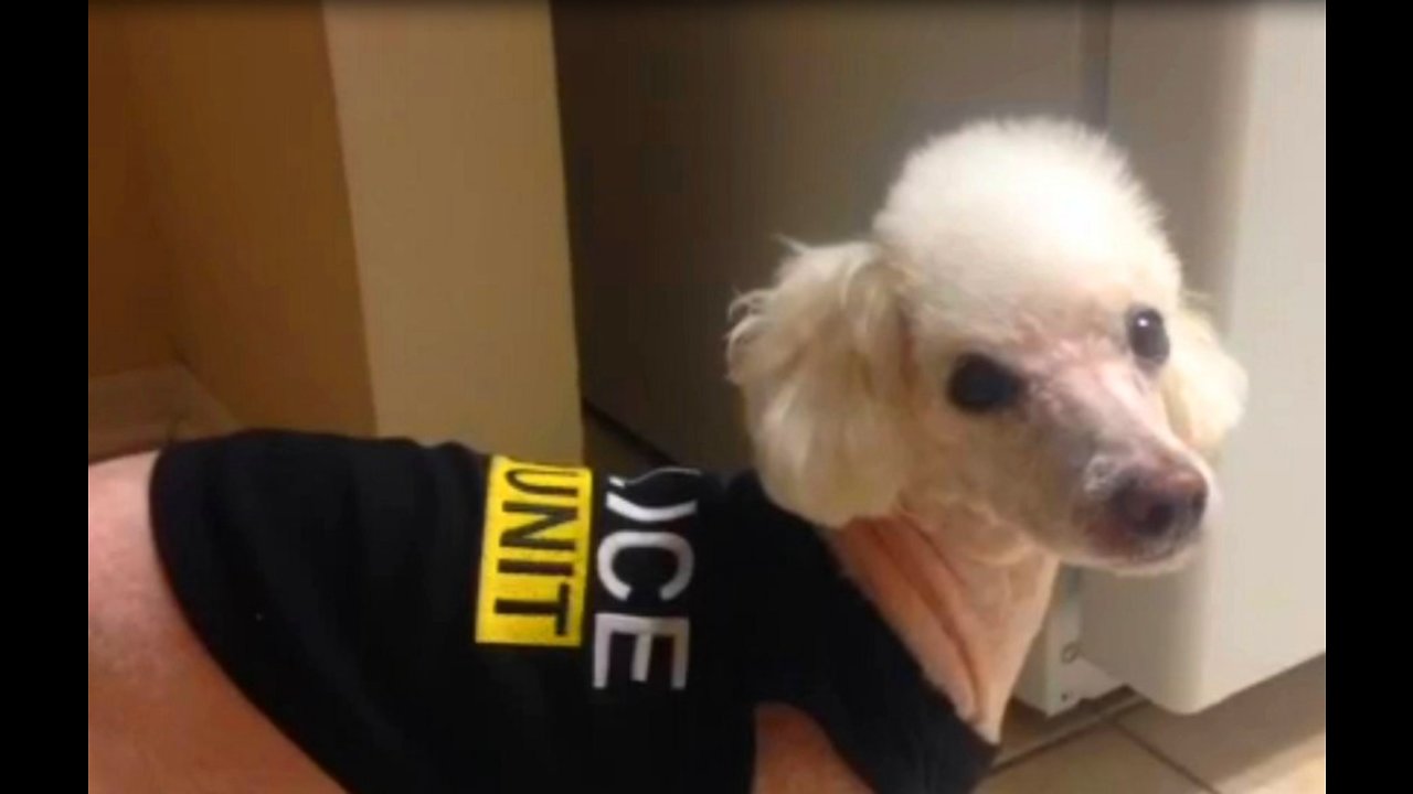 Funny poodle taps on fridge door when hungry