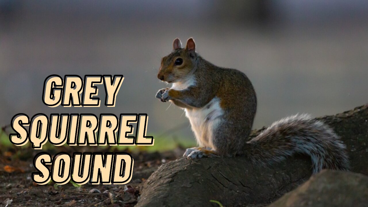 Eastern Gray Squirrel Sound Video | Squirrel Squeaking Noises By Kingdom Of Awais