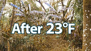 Major Freeze Damage on Our Farm after 23°F and then 25°F 🥶
