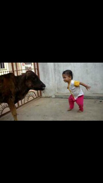 FUNNY COW DANCE 4 │ Cow Song & Cow Videos 2022