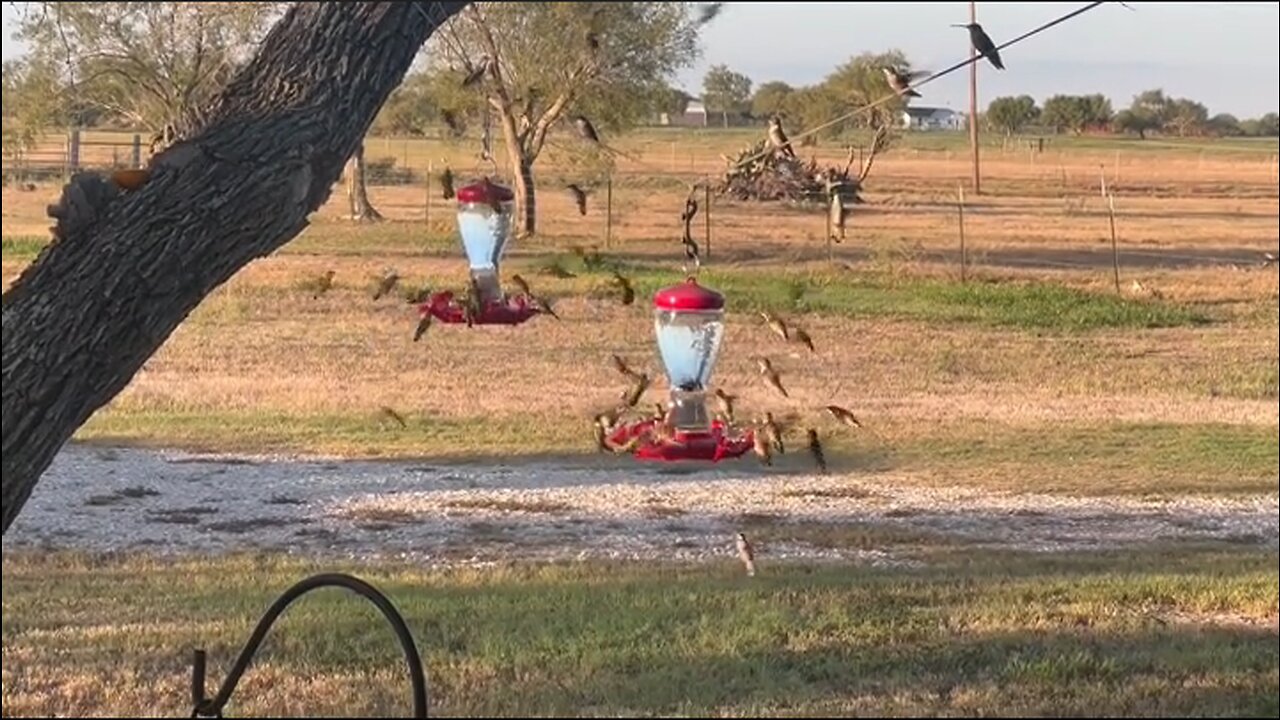 Hummingbird Feeders - Going Through Two Gallons + Of Sugar Water Per Day