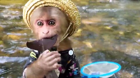 Baby monkeys looking for koi fish, sharks, whales, dolphins, shrimps, crabs