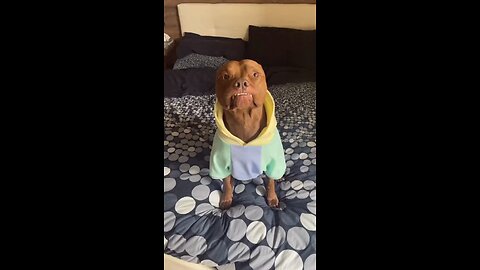 Funniest Animal Video 😂 -- number 1 #shorts #funny