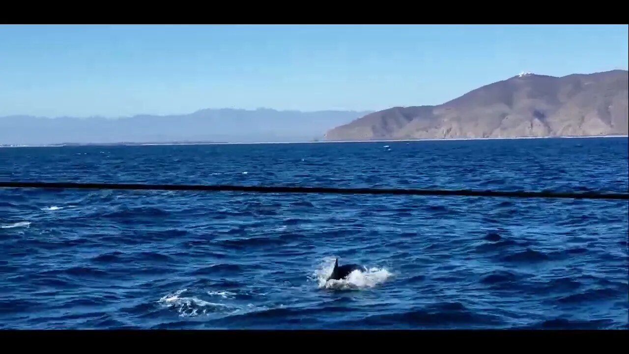 Zillions of Dolphins Swimming Off the Coast of California