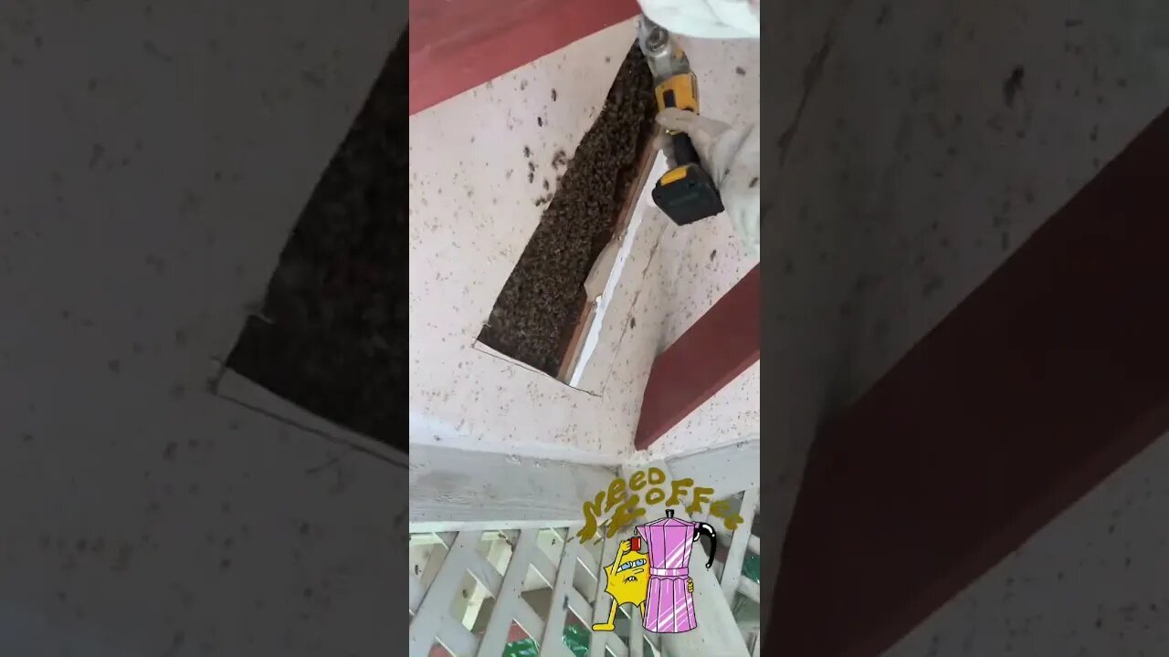 This is why I don't go in the back yard anymore ; Hawaiian Bee Removal