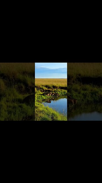 Thirsty Lions #shorts | #ShortsAfrica