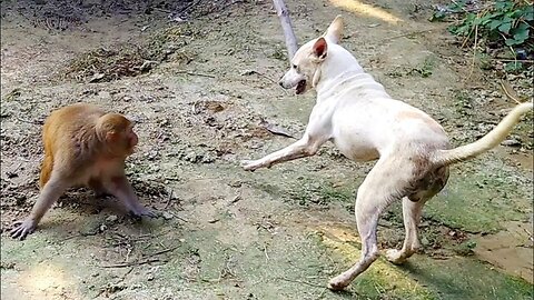 funny dog and monkey i love Animals