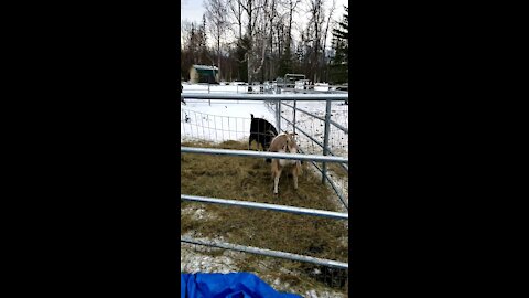 Pet Goats in Alaska