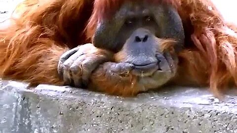 funniest orangutan