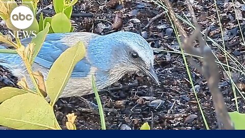 How climate change is impacting this iconic Florida bird species