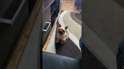 York proszący o chipsy ❤️❤️❤️