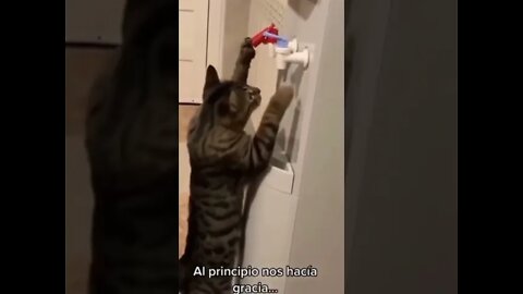 Compilation of funny pets, primarily cats #compilation #shorts #cats #pets #funny