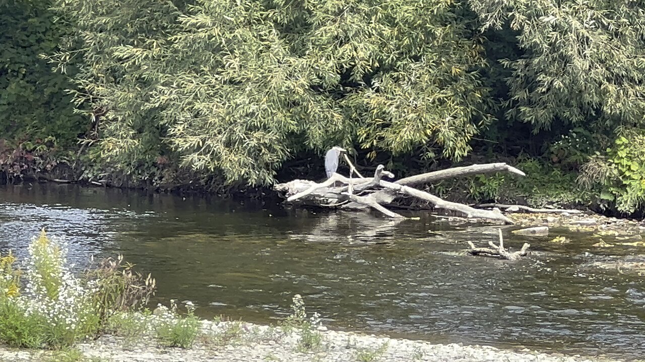 Great Blue Heron chilling