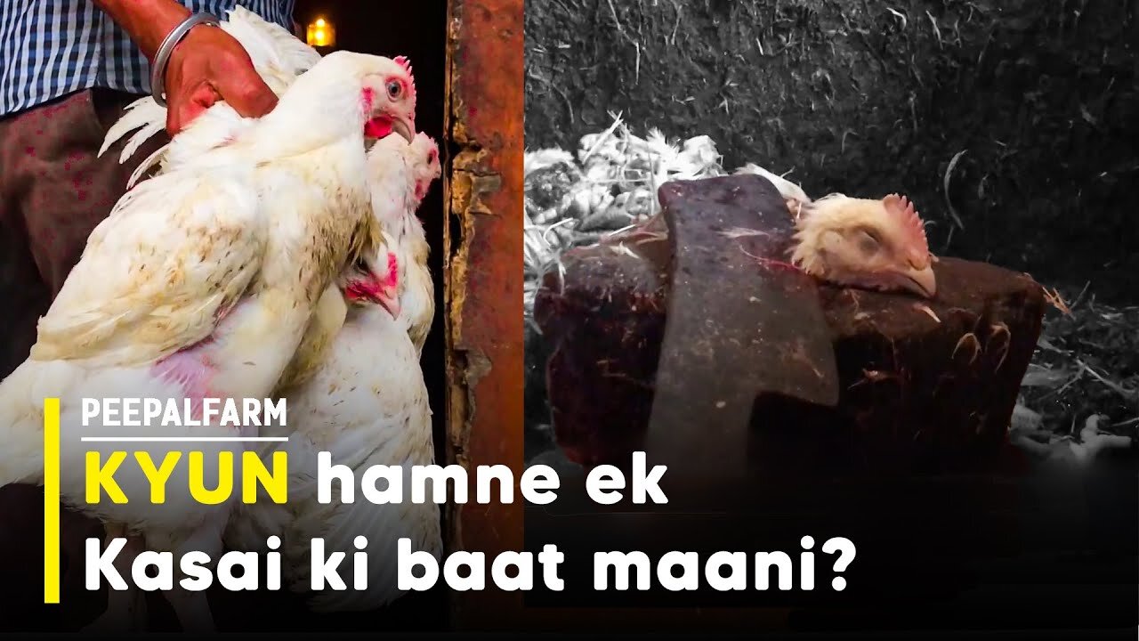 Animal rescue wale chicken shop kyun gaye