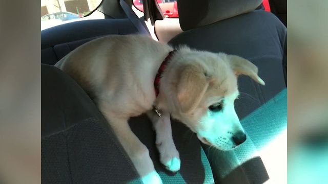 22 Animals Who Are Having A Ruff Day