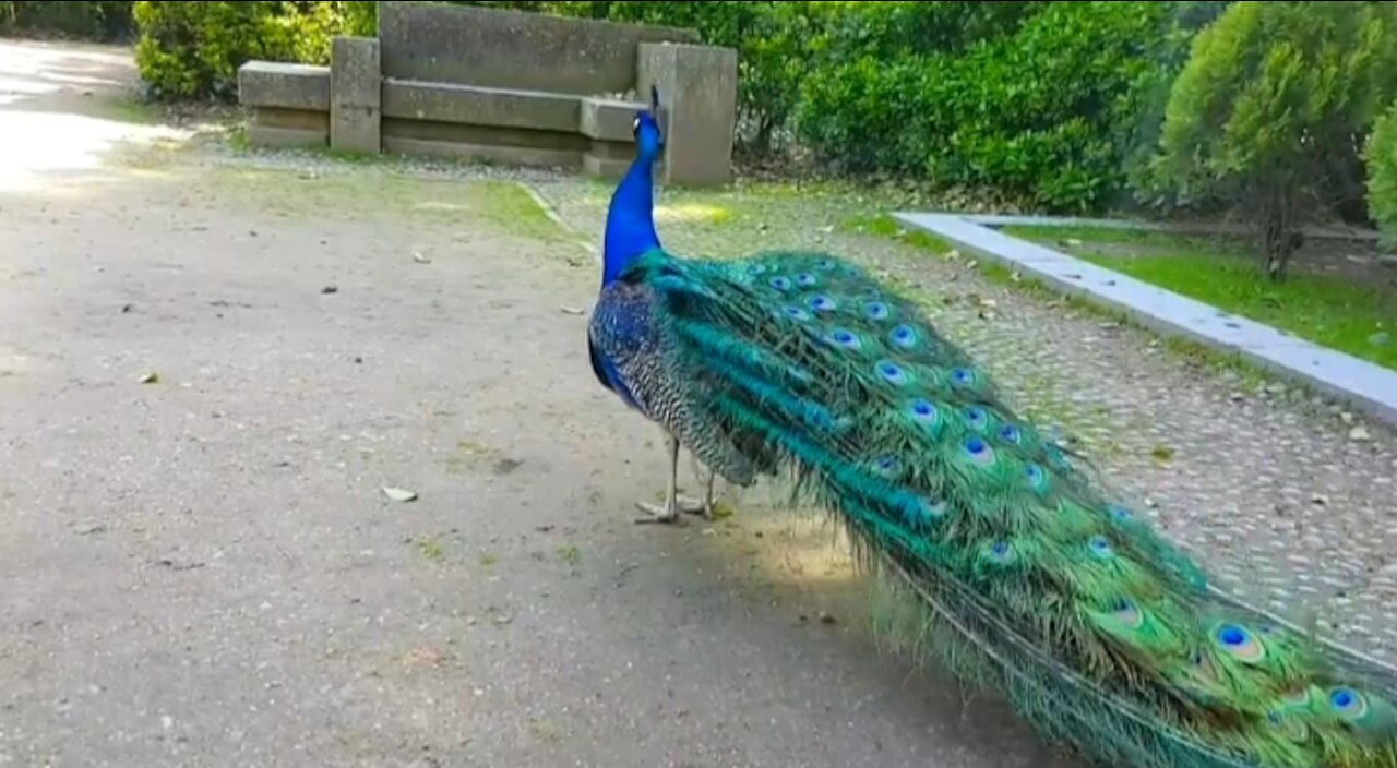 Peacock with dancing