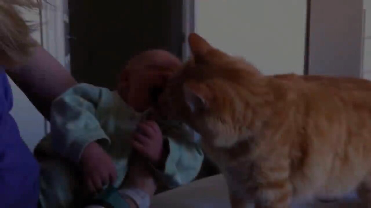 Cats Meeting Babies for the FIRST Time Very Good