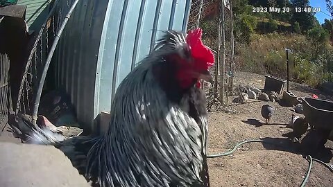 Clementine the miracle rooster. Stay posted for his story