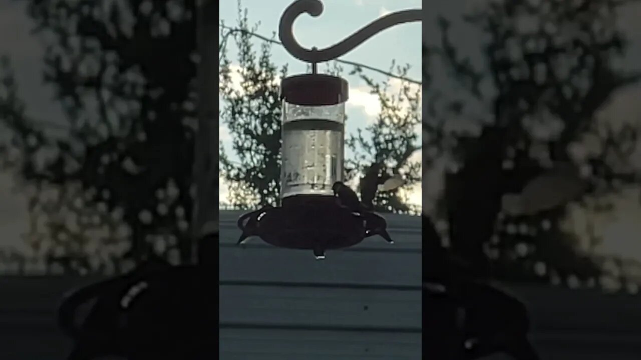 Hummingbird slo-mo cam
