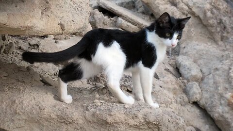 Our Cats #116 #shorts – Younger Kitten Follows Older Cat on Our Mountain Hike(s)