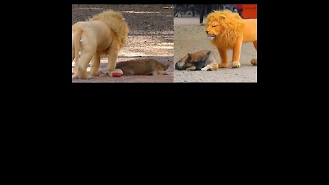 Prank Dog Funny fake Lion and Fake Tiger Pra