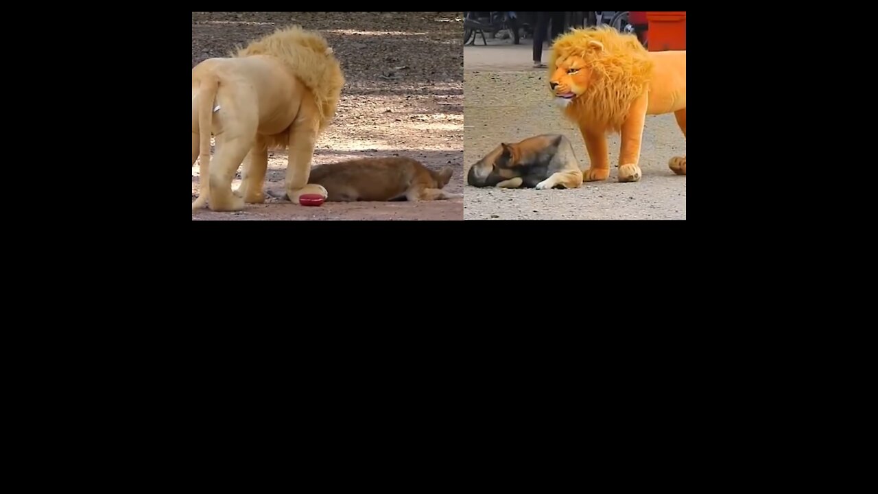 Prank Dog Funny fake Lion and Fake Tiger Pra