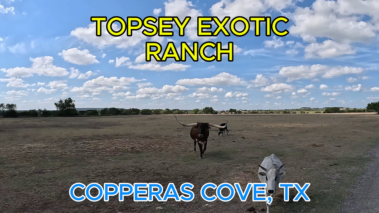 Topsey Wild Safari Drive Through Ranch in Copperas Cove Texas